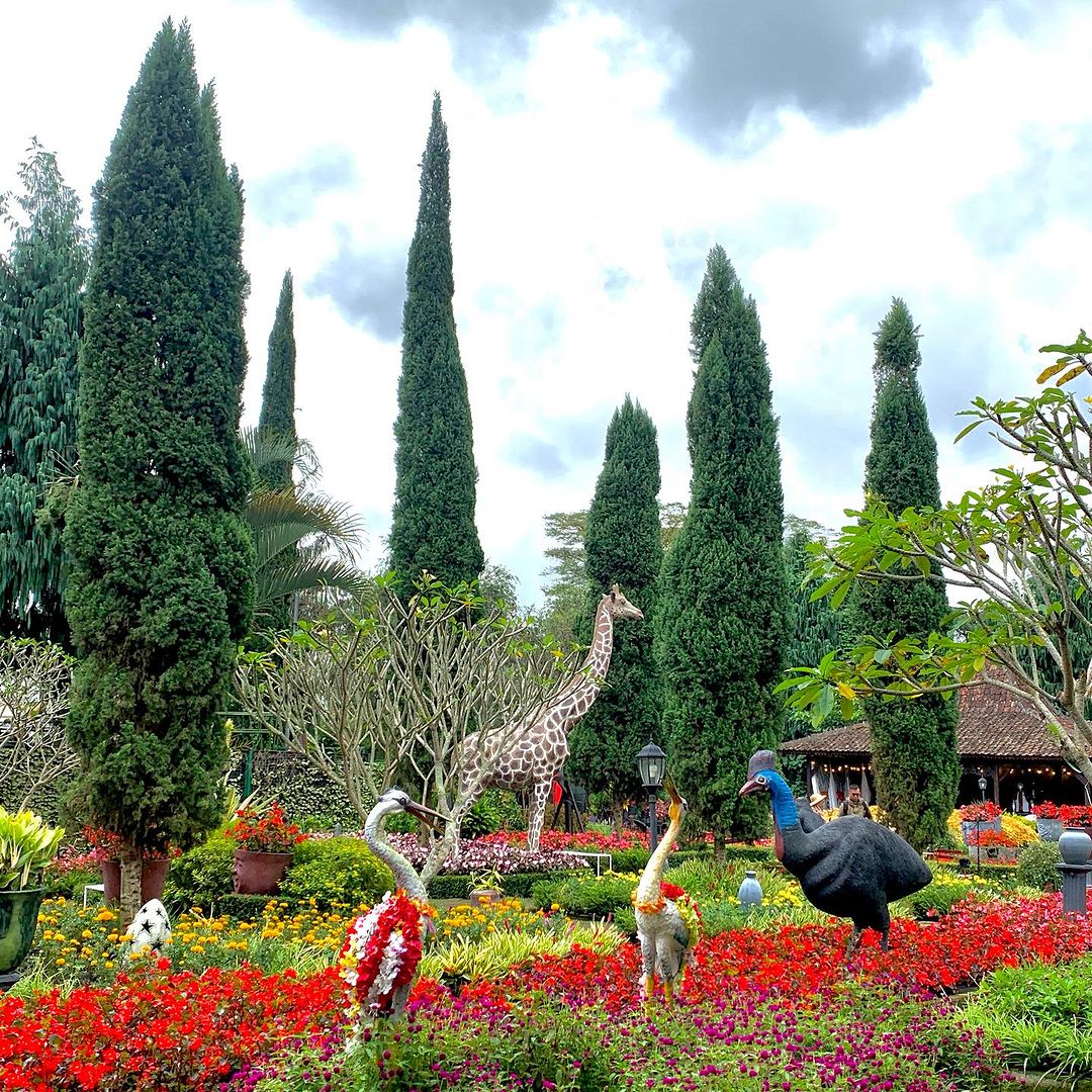 Kebun Begonia, sebuah destinasi wisata yang memukau di Lembang, menawarkan pengalaman berwisata di tengah hamparan tanaman hias yang berwarna-warni.