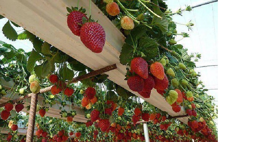 Budidaya strawberry atau stroberi di Bedugul ternyata jadi pioner di Indonesia.