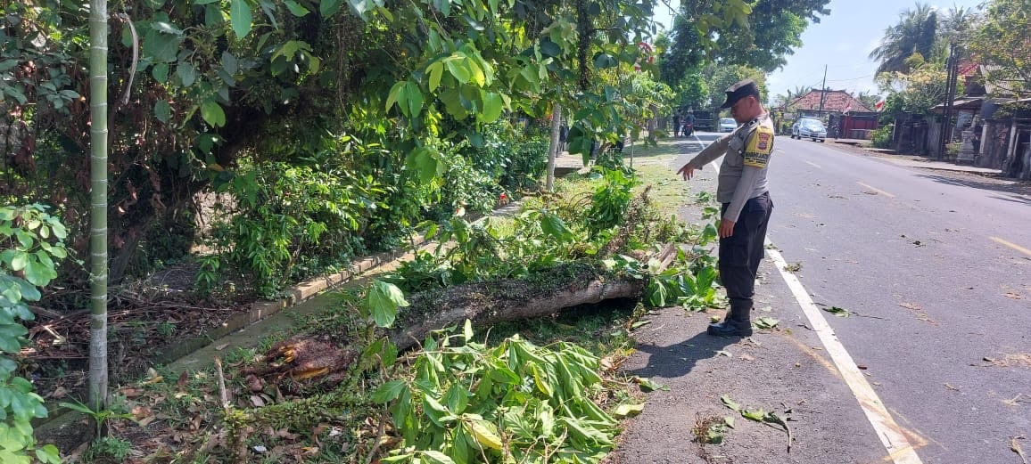 OLAH TKP : Petugas kepolisian menunjukan lokasi pengendara motor yang tertimpa pohon perindang saat melintas di Jalan Raya Denpasar &ndash; Gilimanuk.