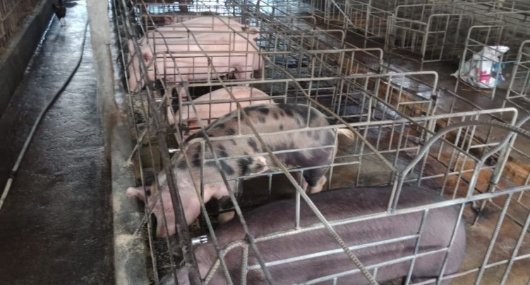 Harga babi di peternak mengalami kenaikan tembus hingga Rp 50 ribu per kilo