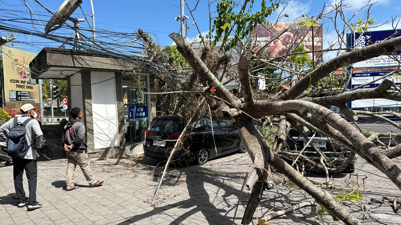 TERTIMPA: Sebuah mobil yang tertimpa pohon tumbang di Jalan Bypass Nusa Dua 7x, Kuta Selatan, Jumat (13/9).