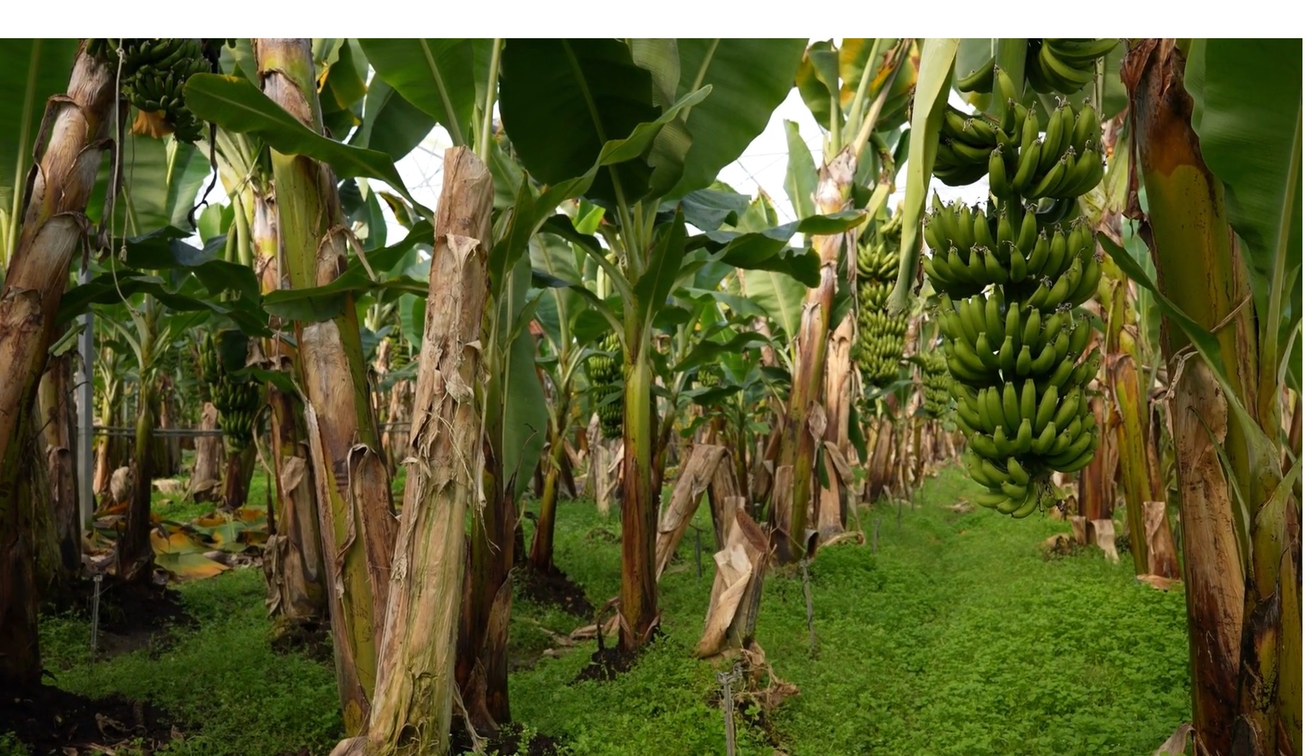 pohon pisang diyakini erat dengan mitologis Dewi Uma