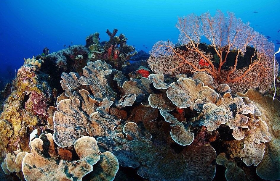 Pemandangan bawah laut di Pulau Kapoposang, Makasar