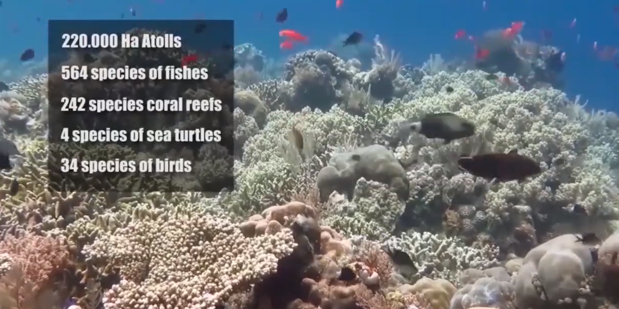 Pemandangan bawah laut di Taman Nasional Taka Bonerate, Selayar.
