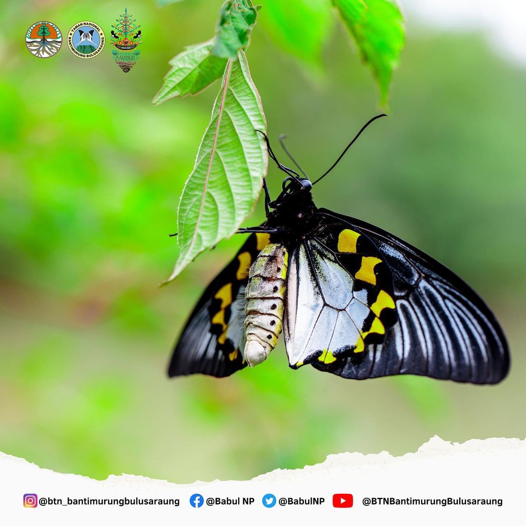 Salah satu kupu-kupu yang berkembangbiak di Taman Nasional Bantimurung, Sulawesi Selatan.