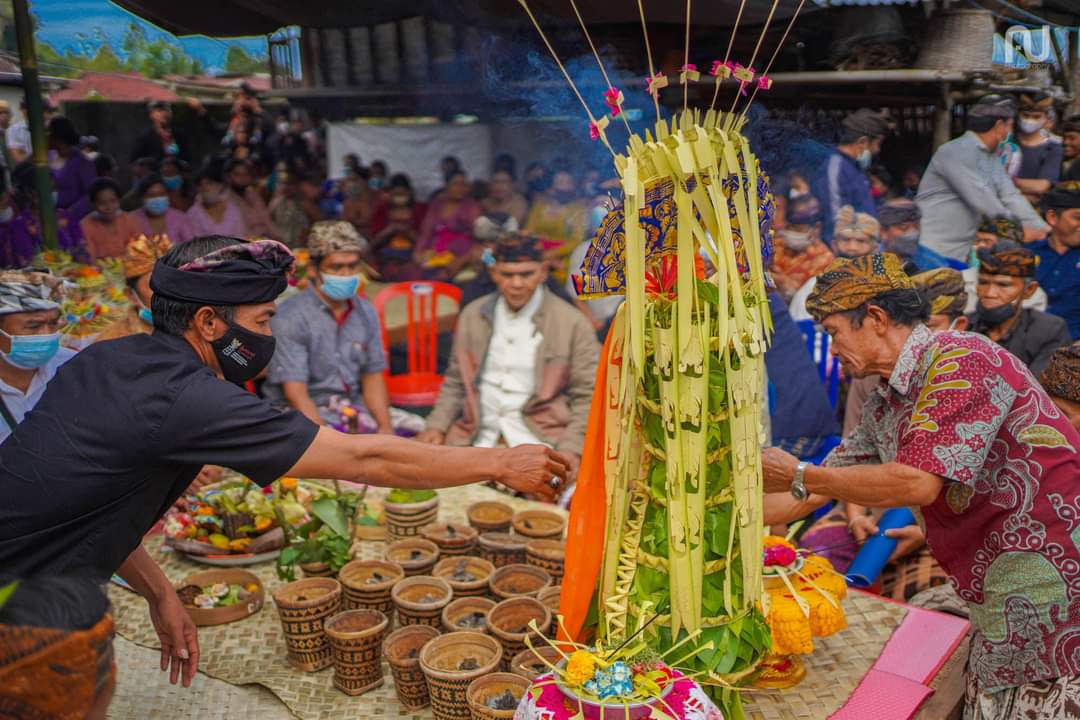 Sirih juga digunakan dalam ritual perkawinan di Desa Pedawa, Kecamatan Banjar, Buleleng