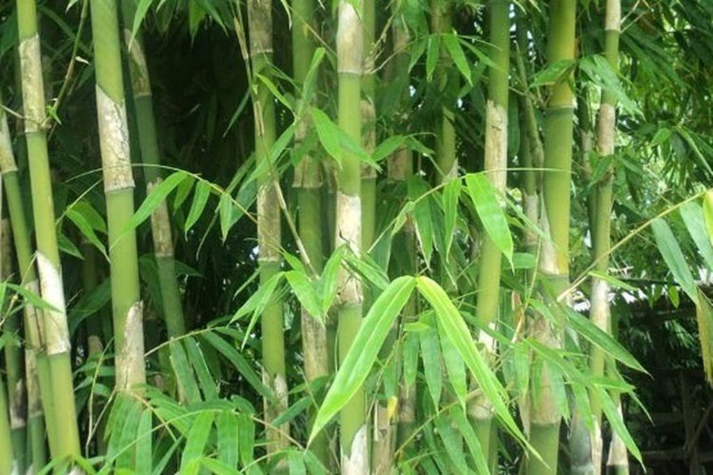 Bambu adalah salah satu disebut pamali ditanam di pekarangan rumah.