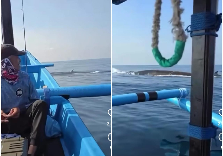 Nelayan merekam paus berenang di laut Tabanan