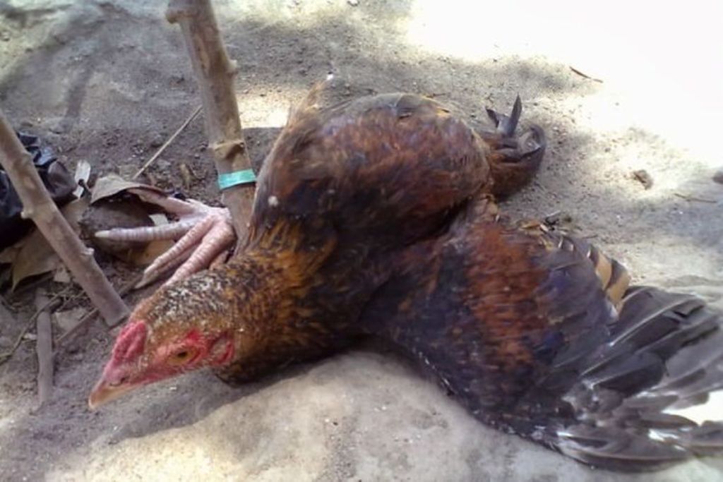 Ayam adalah hewan yang paling sering digunakan dalam upacara Hindu Bali.