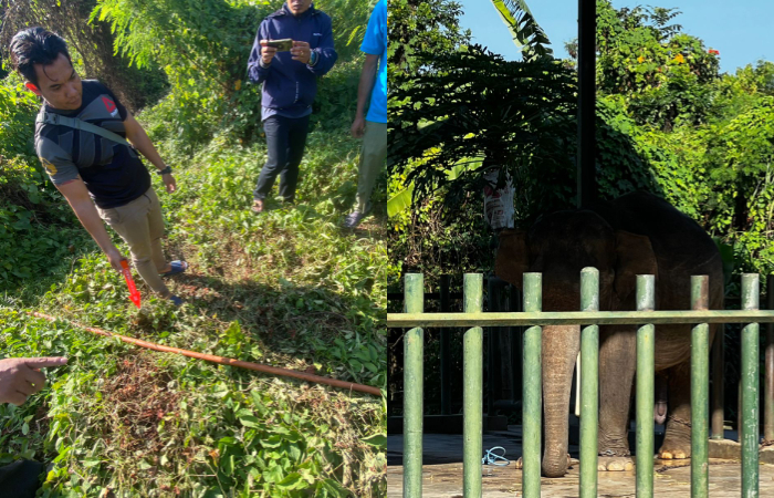 Gajah Taman Safari Bali atau Bali Safari and Marine Park yang tewaskan penjaga bernama Komang Resi Yasa.