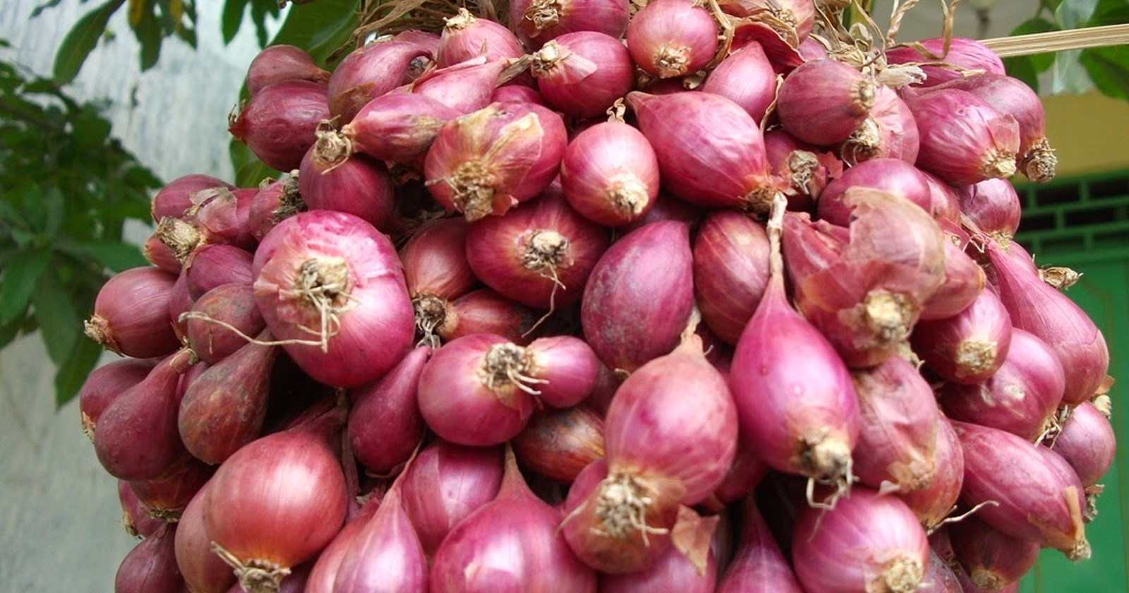 Bawang Merah sarat akan nilai mitologis yang diginakan sebagai usada Bali