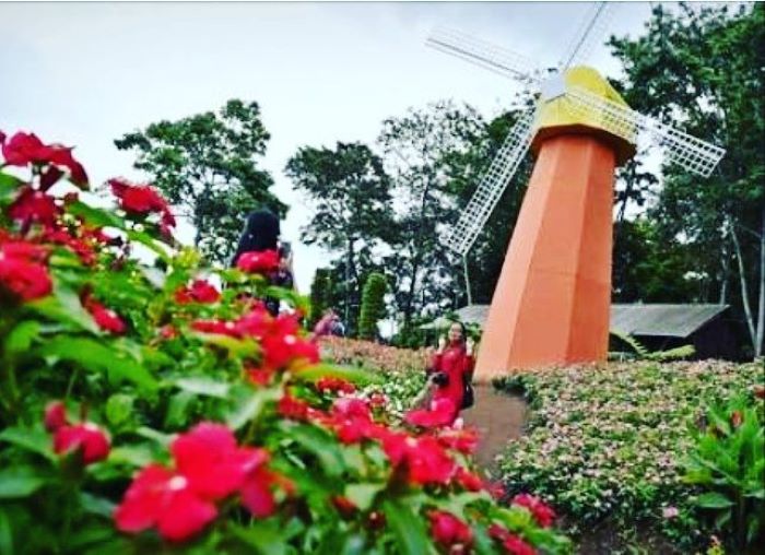 Taman Bunga Celosia atau New Celosia yang ada di Kabupaten Semarang