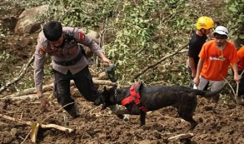 BELUM SEMUA DIEVAKUASI: Proses pencarian korban longsor tambang emas ilegal di Solok melibatkan anjing pelacak. (ISTIMEWA)