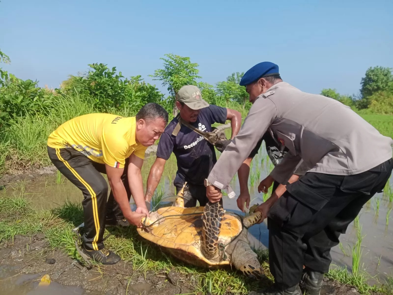 Proses evakuasi penyu lekang yang terdampar di tengah areal persawahan Kelurahan Penarukan, Kabupaten Buleleng, Bali, Sabtu (28/9/2024).