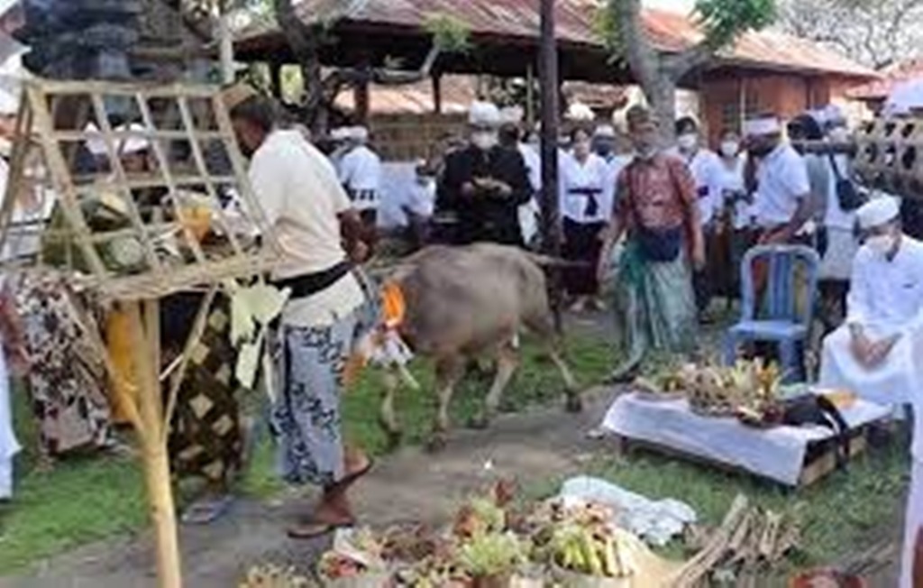 UNCAL BALUNG: Periode 35 setelah hari raya Galungan yang disebut Uncal Balung merupakan pantangan bagi umat Hindu di Bali untuk melaksanakan upacara.