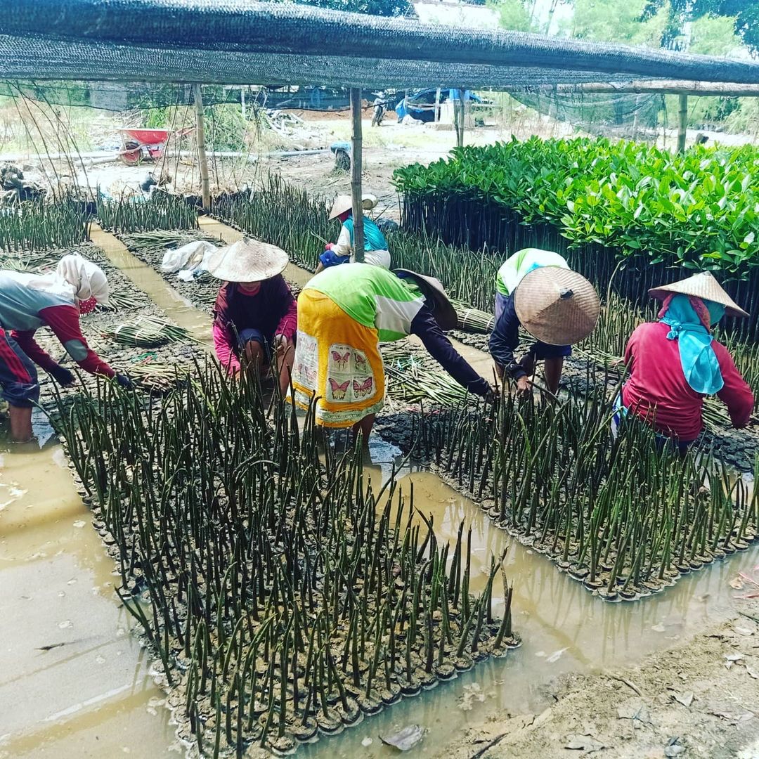 Budidaya mangrove yang dilakukan di Tuban, Jawa Timur