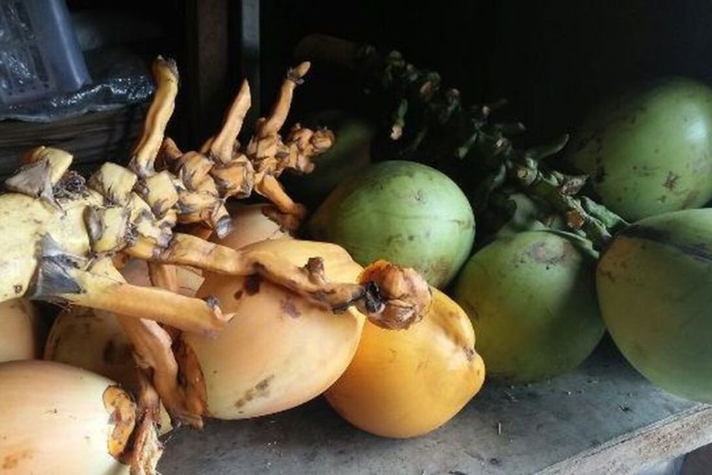 Bungkak