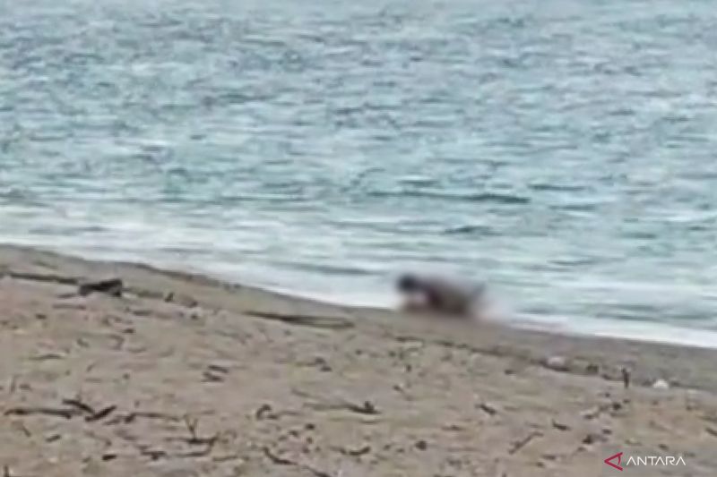 MESUM: Tangkapan layar video berdurasi 29 detik yang menampilkan adegan sepasang WNA diduga berbuat mesum di pesisir Pantai Kuta Mandalika, Lombok Tengah, NTB, Rabu (2/10/2024).