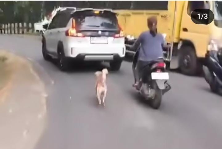 Seorang wanita diduga membuang anjing peliharaannya di jalan