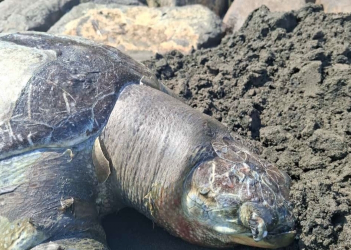 TERDAMPAR : Penemuan bangkai penyu lekang di pesisir pantai perancak, Selasa (8/10/2024).