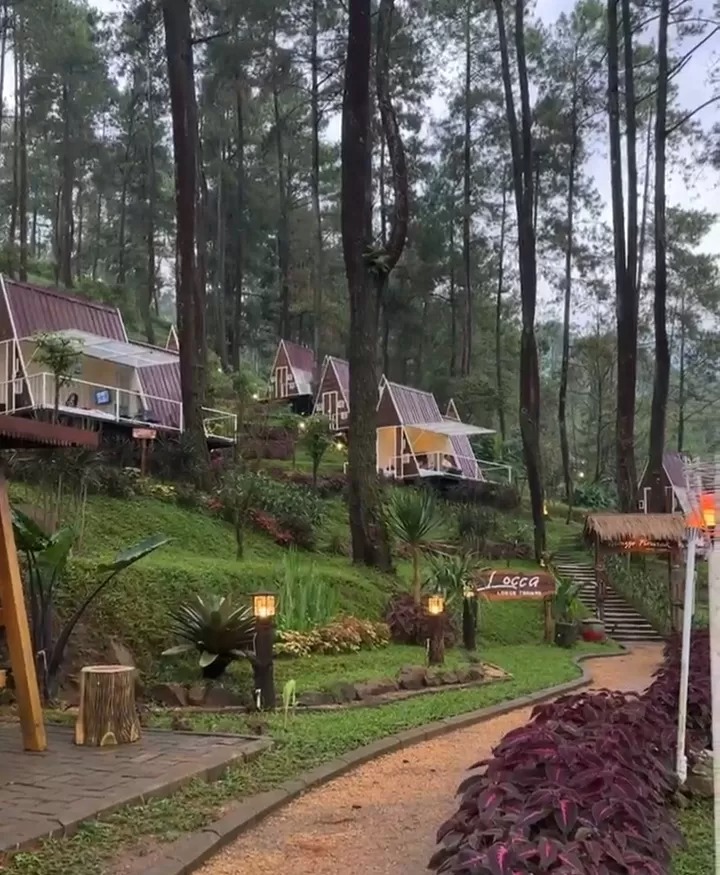 PINUS: Salah satu tempat glamping di Kecamatan Trawas, Kabupaten Mojokerto di tengah hutan pinus yang mirip dengan suasana beberapa tempat di Kintamani, Bali.