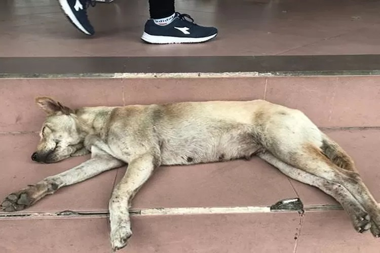 Anggota DPD RI Bali Arya Wedakarna tanggapi isu eliminasi anjing liar di Bali