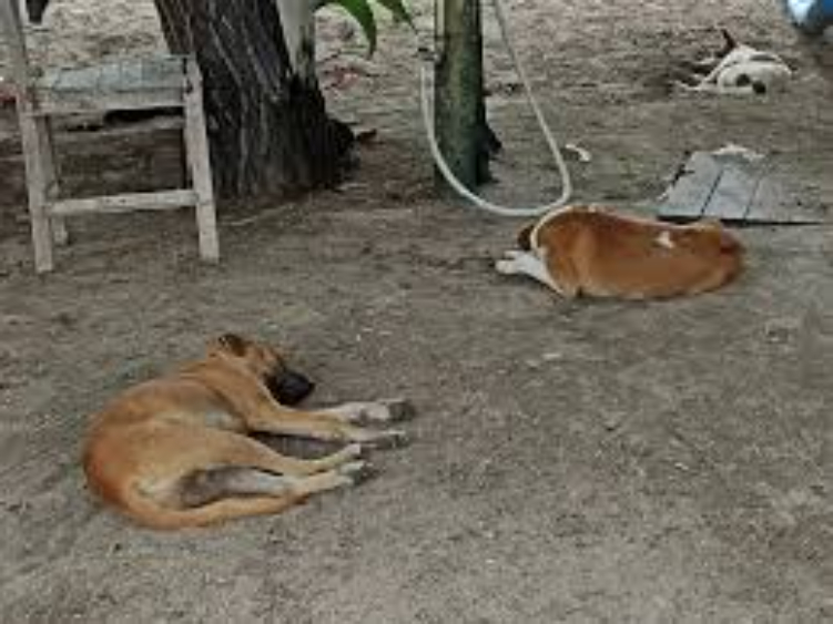Pemprov Bali membantah isu pemberangusan anjing liar di Bali untuk cegah rabies