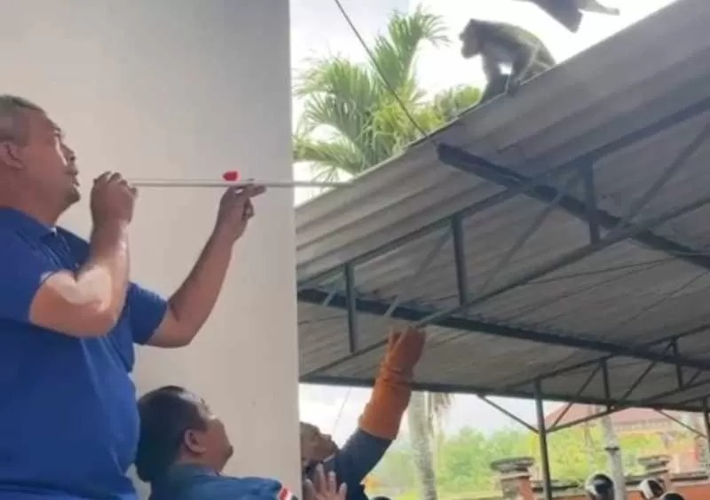 DITANGKAP: Monyet berhasil ditangkap setelah sempat berkeliaran di Kantor Inspektorat Jembrana.