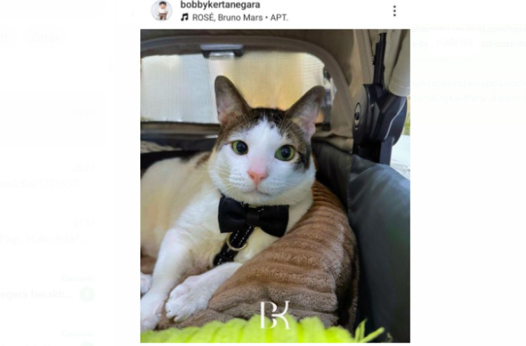 Bobby Kertanegara kini menjadi kucing yang banyak memiliki penggemar