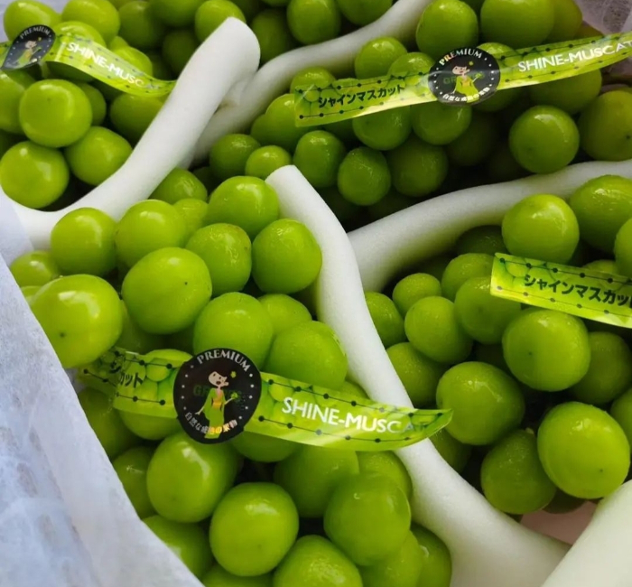 anggur shine muscat ternyata buah yang kaya antioksidan