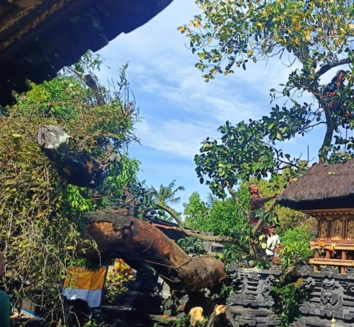 Akibat Angin Kencang, Sebuah Pohon Waru roboh di Desa Kaba-Kaba sehingga menimpa pelinggih di Pura Anyar.