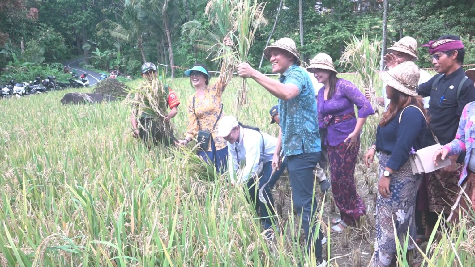 Panen padi organik di Desa Ambengan, Kecamatan Sukasada, Buleleng.
