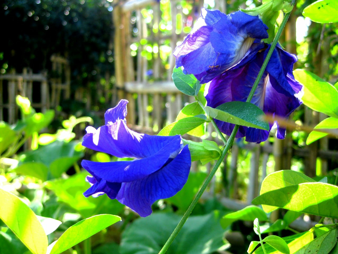 Bunga telang biru yang dapat diolah menjadi minuman berupa teh.