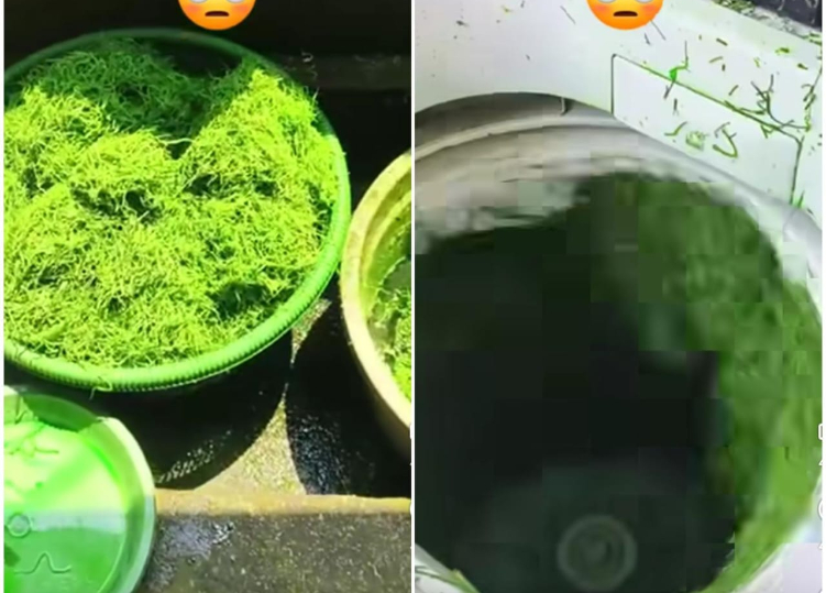 Viral di media sosial pewarnaan kembang rampe atau samsam menggunakan mesin cuci