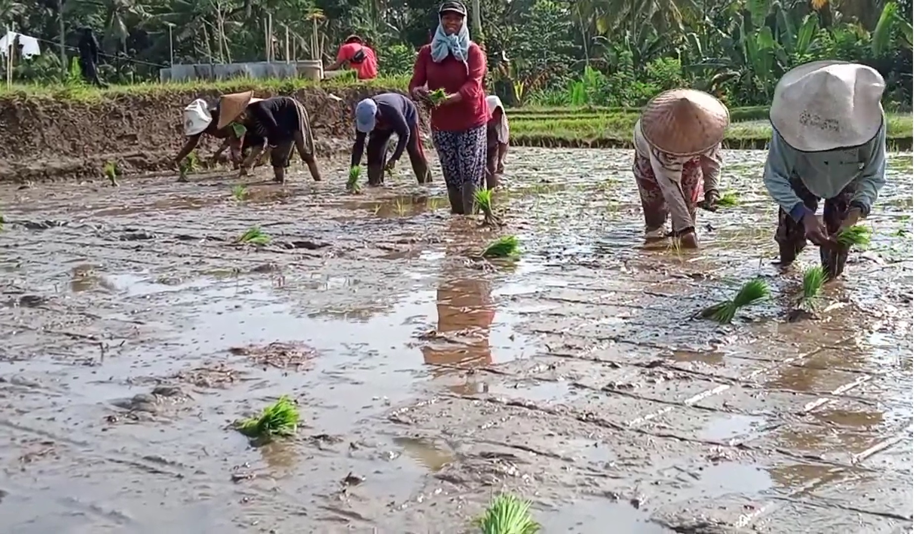 Proses menanam padi di sawah
