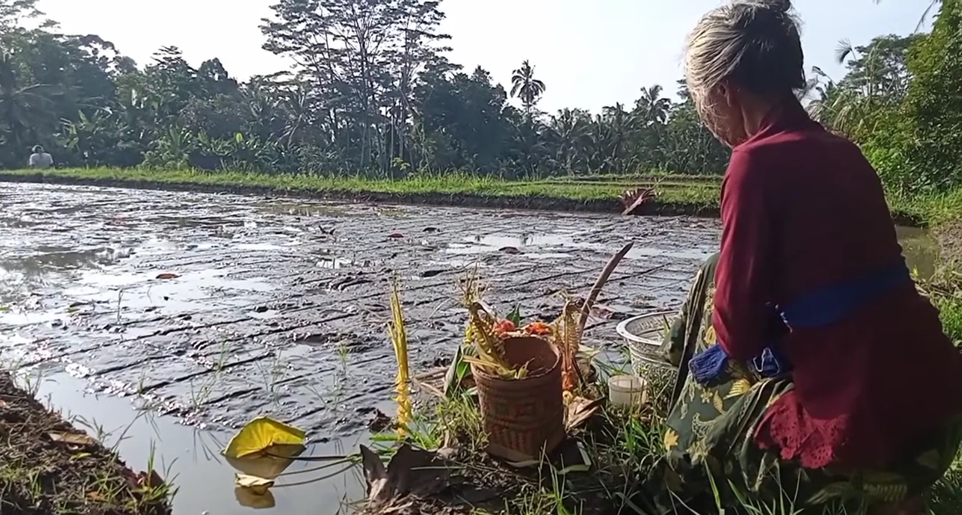 Prosesi Ngurit pada bibit padi agar senantiasa padi yang ditanam tumbuh subur