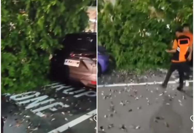 Ratusan burung pipit mati dikawasan Bandara I Gusti Ngurah Rai