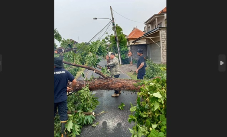 BPBD Kota Denpasar tangani pohon tumbang akibat hujan dan angin kencang