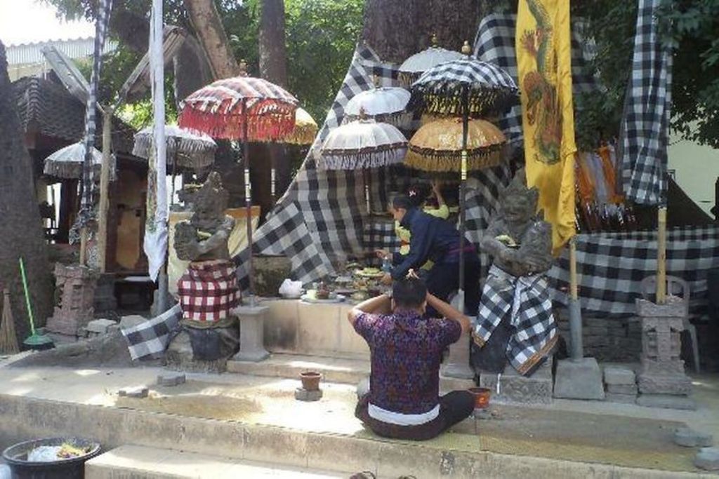 Pohon Kepuh tua yang berdiri megah di kawasan parkir Gedung Kargo Domestik Bandara Ngurah Rai, Bali