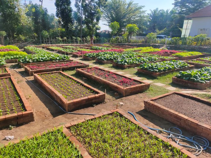 Urban Farming yang dikelola Desa Baktiseraga, Buleleng dengan pupuk organik yang diolah dari TPS3R.