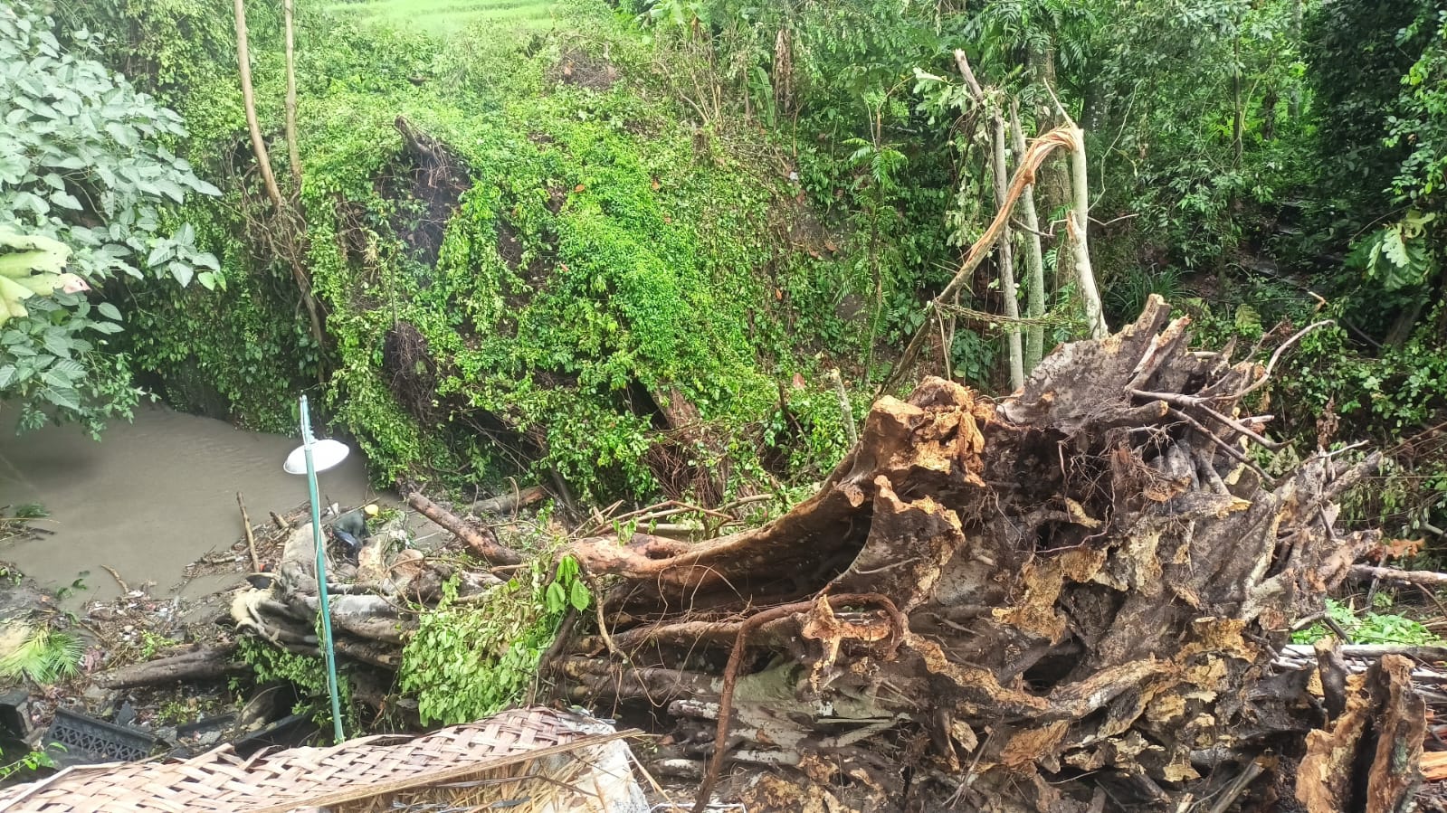 Pohon tumbang di Tabanan, Bali