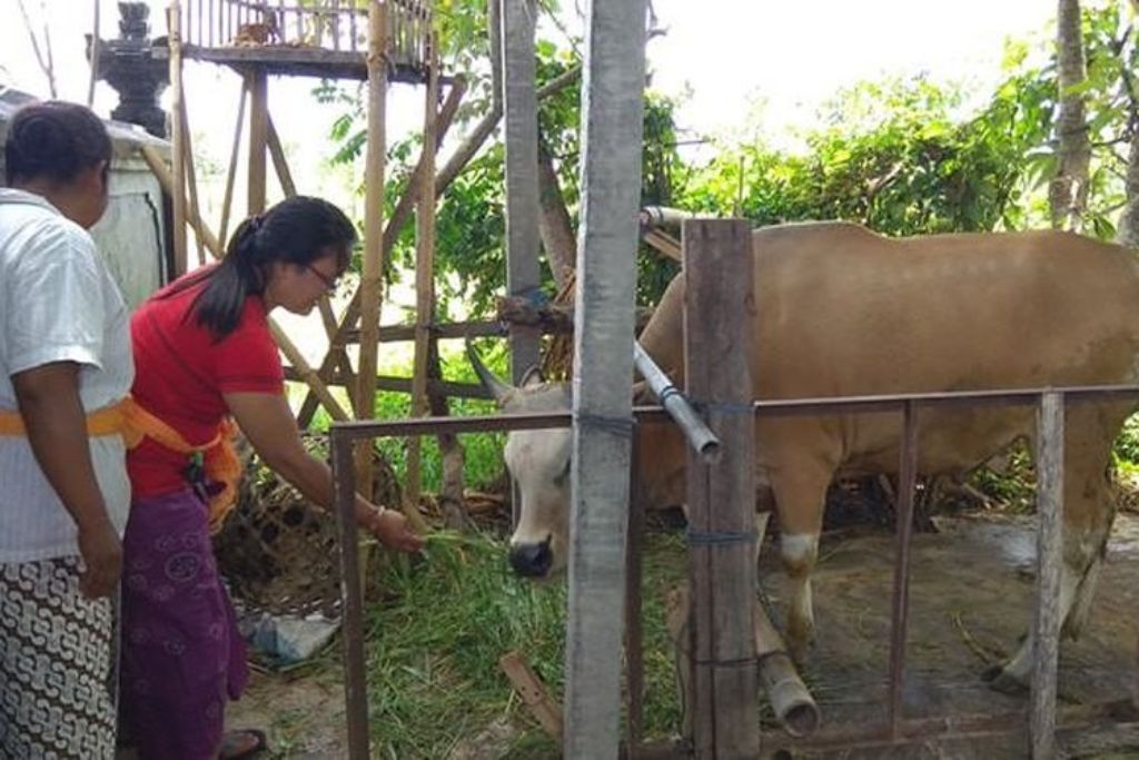 Sapi duwe Pura Agung Manik Batu di kawasan Subak Kerdung, Pemogan, Denpasar
