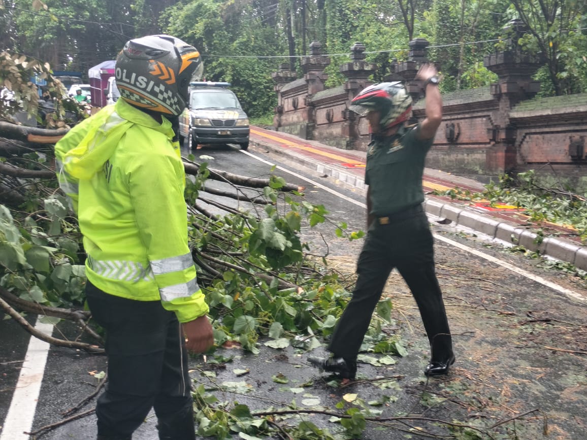 TUMBANG: Sebuah pohon tumbang yang menutupi akses jalan di wilayah Desa Mambal, Abiansemal, Senin (9/12).