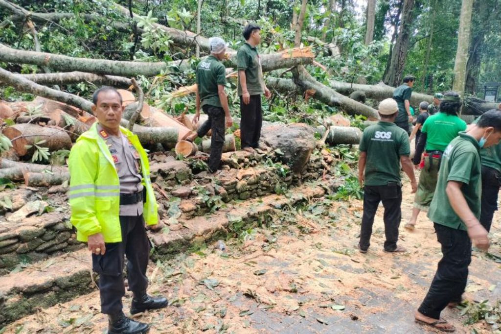 Pihak Kepolisian, BPBD, TNI dan masyarakat melakukan pembersihan dahan pohon yang jatuh di objek wisata Monkey Forest, Kecamatan Ubud, Kabupaten Gianyar, Bali, Selasa (10/12/2024). ANTARA