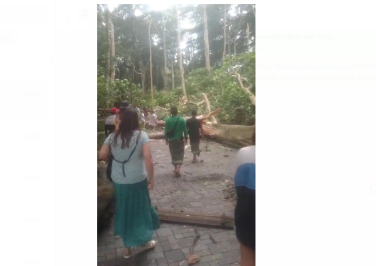 Beredar video detik-detik dahan pohon besar di monkey forest patah
