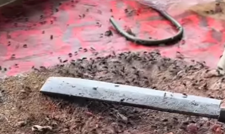 Serbuan lalat di Kintamani