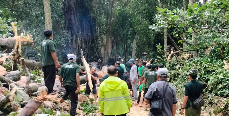Evakuasi dua wisatawan asing tertimpa pohon tumbang di Monkey Forest , Kecamatan Ubud, Kabupaten Gianyar, Bali, Selasa (10/12/2024).