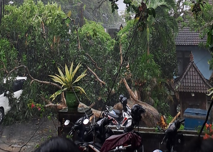 BENCANA : Salah satu titik bencana pohon tumbang yang terjadi di Klungkung, Selasa (11/12/2024).