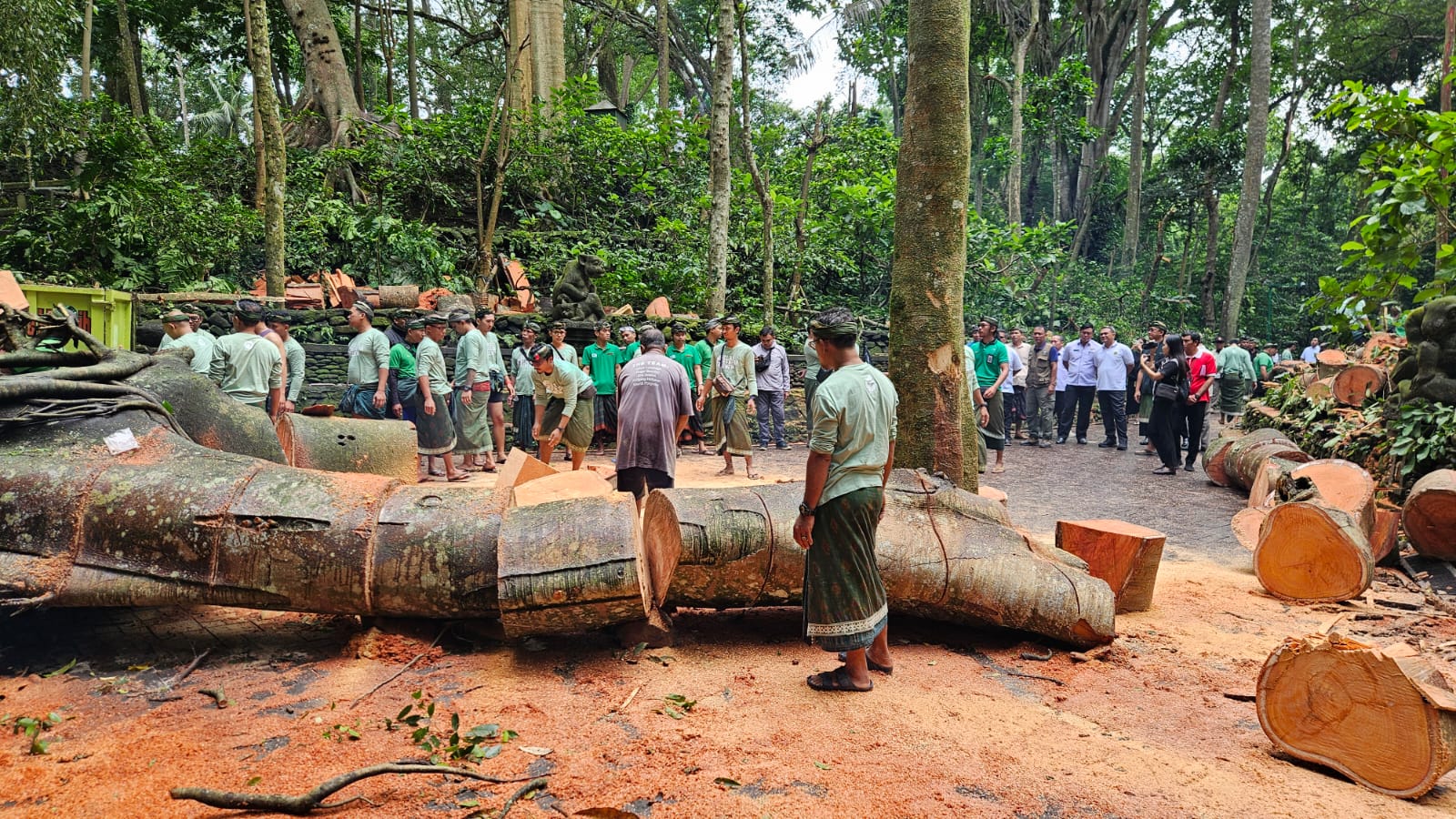 EVAKUASI: Proses evakuasi pohon tumbang di Monkey Forest Ubud, Gianyar Rabu (11/12). Rencananya, Kamis besok akan digelar upacara Pecaruan.