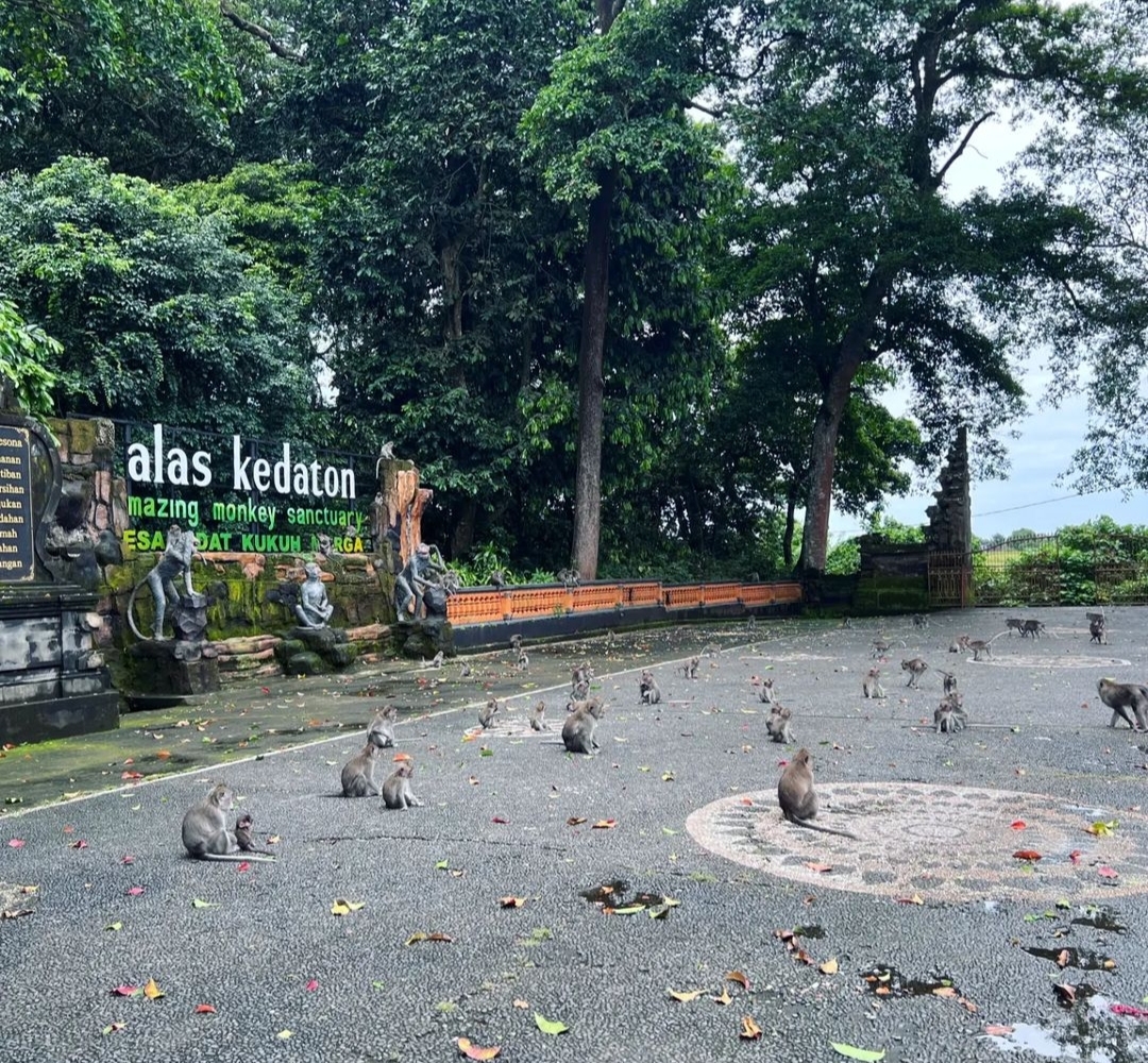 POHON: Pihak pengelola DTW Alas Kedaton melakukan pemeliharaan pohon untuk mengantisipasi terjadinya kecelakaan wisata di Alas Kedaton.